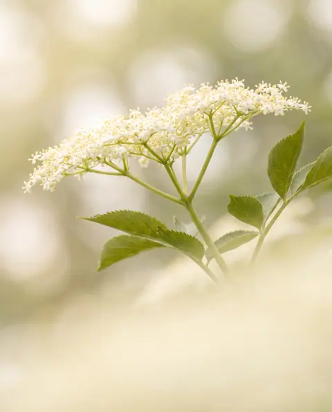 Elderflower blossoms in soft morning light